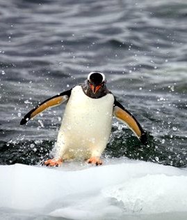 !ANTAR XXI penguin.jpg (26433 bytes)