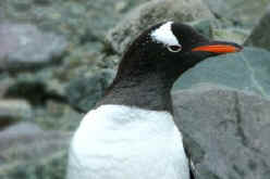 !!AntarcticXXI gentoo.jpg (17944 bytes)