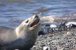 AntarcticXXI seal.jpg (30496 bytes)