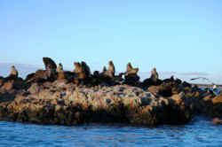 !!!ARG BAHIA BUSTA sea lions 2.jpg (20446 bytes)