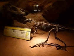 egidio feruglio paleontological museum