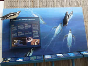 !!!ARG VALDES Eco Centro penguin display.jpg (96106 bytes)