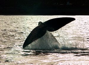 ARG VALDES Whale tail AV.jpg (70134 bytes)