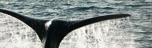 ARG whale tail.jpg (98989 bytes)