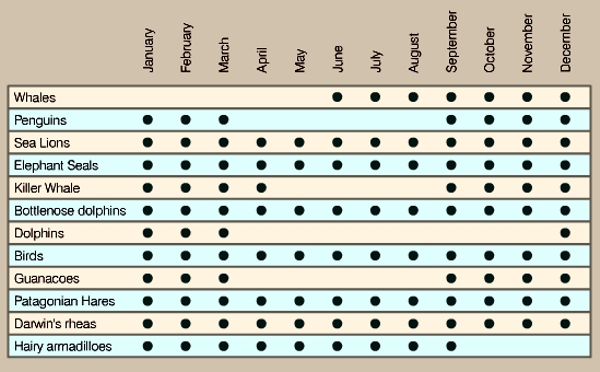 AR VALDES ELVIRA wildlife calendar.jpg (134343 bytes)