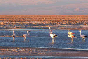 !!!CHI ATA flamingos sunset.jpg (54120 bytes)