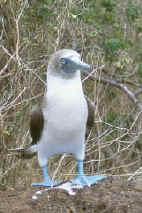 Blue-Footed Boobie