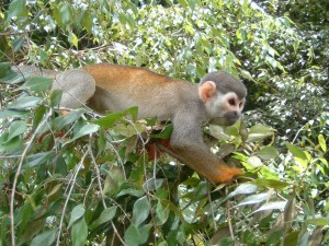 BR-ClipPre-monkey-s.jpg (39293 bytes)