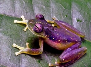 !!!BRA AFL CRISTALINO frog.jpg (70623 bytes)