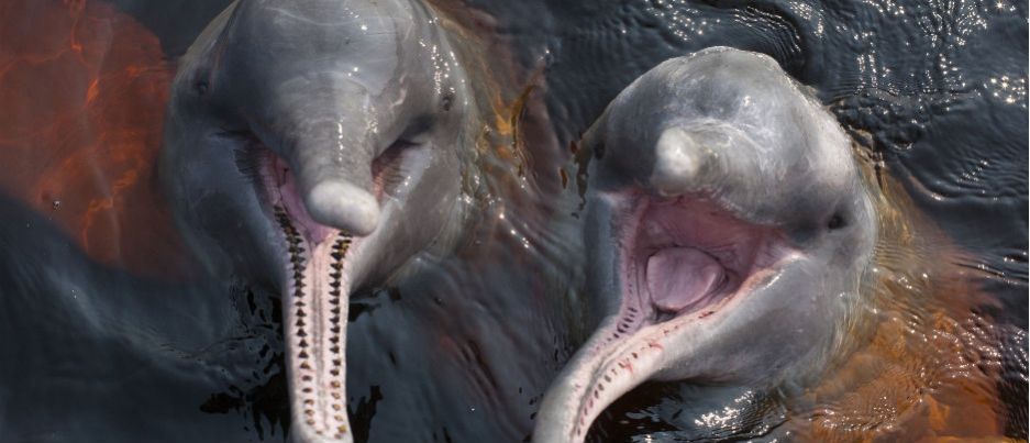 BRA MAO Anavilhanas dolphins.jpg (58359 bytes)