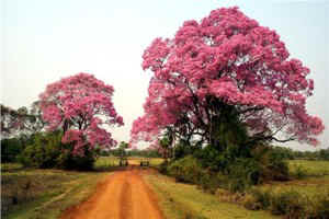 !!!BRA PAN Caiman road trees.jpg (31258 bytes)