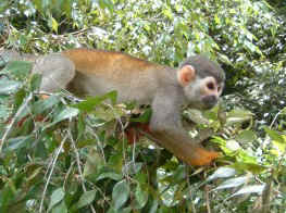Copy of BR-ClipPre-monkey.jpg (39293 bytes)