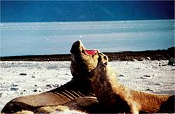 CHI-Mare-SeaLion.jpg (9613 bytes)