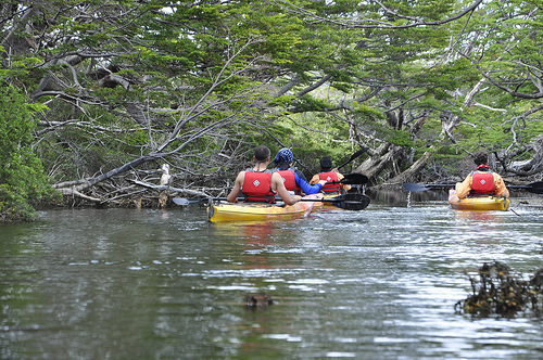 CHI PTN Singular kayaking 2.jpg (181757 bytes)