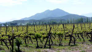 CH_Vina_La_Playa_vines.jpg (8777 bytes)