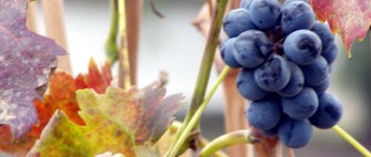 Santa Rita bunch of grapes.jpg (16340 bytes)
