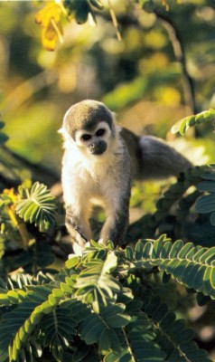 Copy of EC-!!rf-monkey.jpg (34426 bytes)