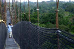 !!EC Sacha Canopy walk new.jpg (22239 bytes)