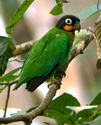 EC Sacha bird new.jpg (16204 bytes)