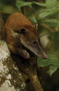 !!EC Sacha coati new.jpg (17541 bytes)