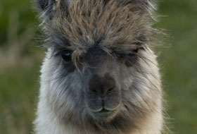 EC UIO Chiva llama.jpg (12046 bytes)