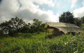 !!!!GPS Safari Camp tent foliage.jpg (29761 bytes)