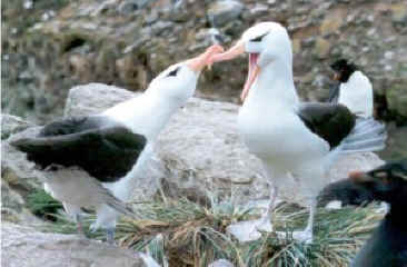 !2Albatros.jpg (23621 bytes)