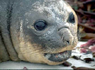 !2sea lion face.jpg (23930 bytes)