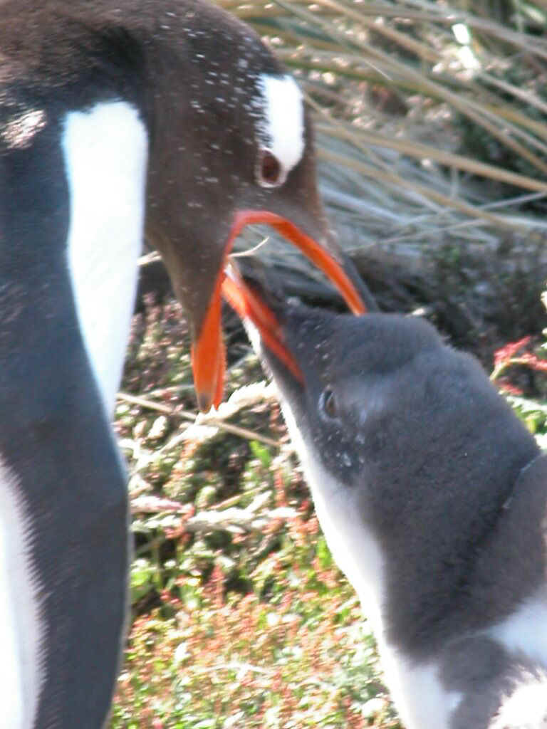 Carcass - gentoo and chick feeding 0889.jpg (130149 bytes)