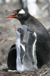 !!!FK Gentoo penguin with chick.jpg (56342 bytes)