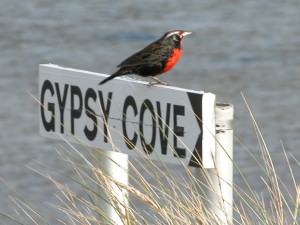 Gypsy Cove and robin 0983.jpg (21674 bytes)