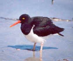 oystercatcher.jpg (25207 bytes)