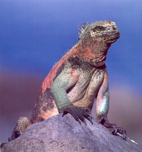 !!Copy of GPS-!!marine-iguana.jpg (25516 bytes)