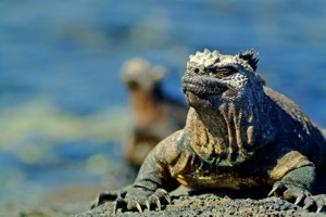 ECU_GPS_Eclipse_Iguana.jpg (17935 bytes)