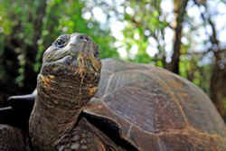 E!!!CU GPS Eclipse tortoise.jpg (35763 bytes)