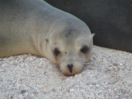 GPS sealion.jpg (47510 bytes)