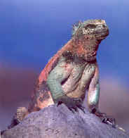 !!!!!!GPS-!!marine-iguana-s.jpg (25516 bytes)