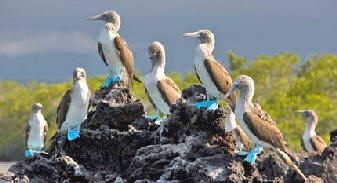 GPS Evolution Blue Footed Boobies.jpg (59105 bytes)