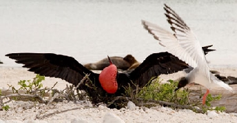GPS Evolution Frigate bird.jpg (56357 bytes)