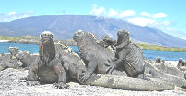 GPS Evolution Iguanas.jpg (70198 bytes)