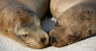 GPS Evolution Sea Lions.jpg (55597 bytes)