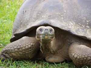 !!Galapagos tortoise-s.jpg (26831 bytes)