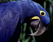 Hyacinth Macaw
