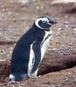 Copy of CH-penguin.jpg (26419 bytes)