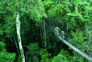 !!!!!!Copy of PE-Reserva-canopy walk-s.jpg (32357 bytes)