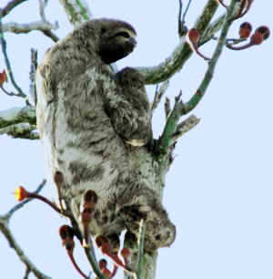 !!!!!PER AQUA 3 toed sloth.jpg (36876 bytes)