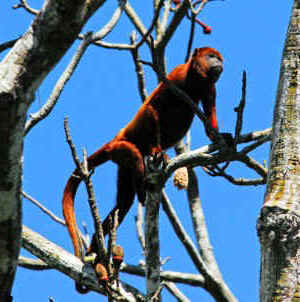 PER AQUA Howler Monkey 3.jpg (48637 bytes)