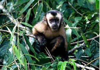 PER Cock of the Rock lodge monkey.jpeg (21812 bytes)