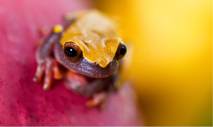 !!PER DELFIN FROG.jpg (50375 bytes)