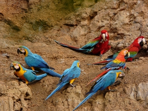 !!!PER RE TRC macaws.jpg (89240 bytes)